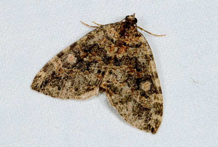 Hydriomena furcata ?